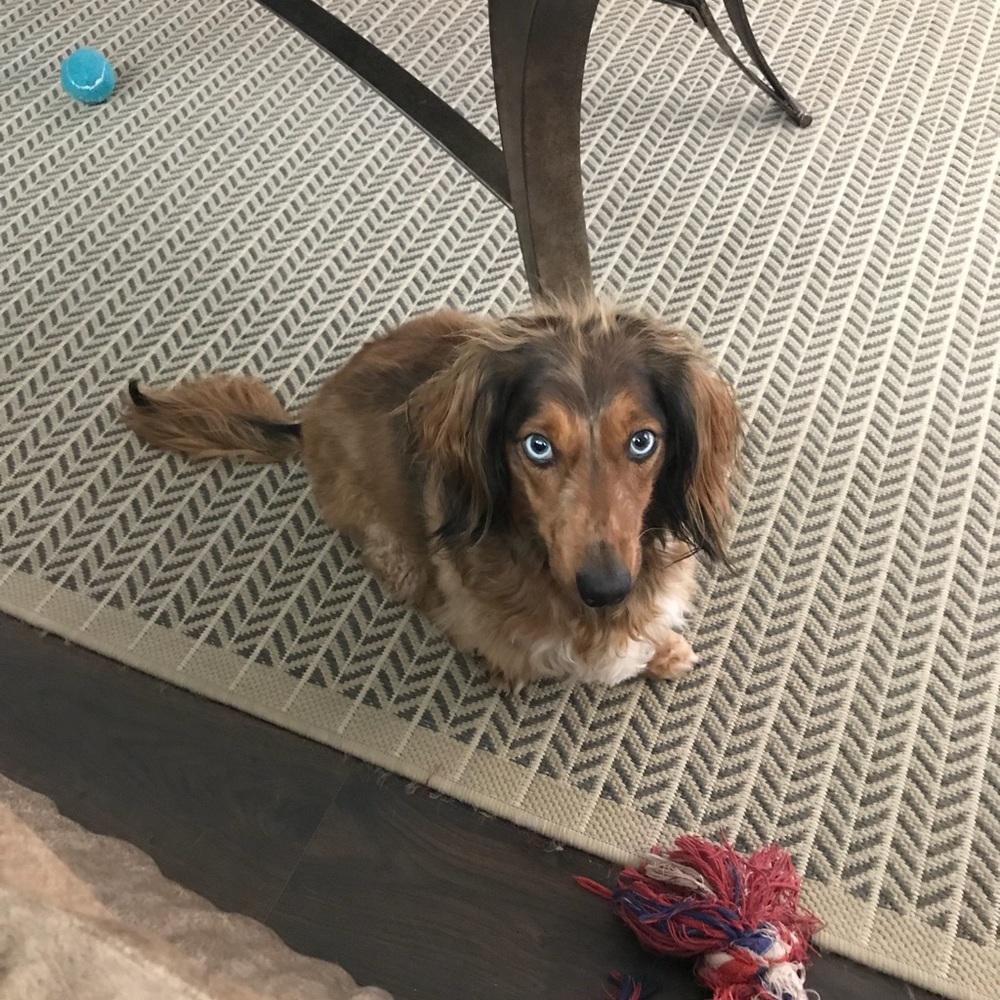 Meet your Posher, Lily